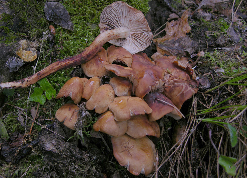 Gymnopus fusipes e Gymnopus impudicus